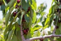 Cherry Picking at Bustan Bereshit in the Golan Heights Royalty Free Stock Photo
