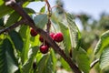 Cherry Picking at Bustan Bereshit in the Golan Heights Royalty Free Stock Photo
