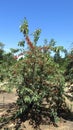 Cherry Picking Farm in Ceres Royalty Free Stock Photo