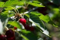 Cherry picking at Odem, Israel Royalty Free Stock Photo