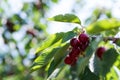 Cherry picking at Odem, Israel Royalty Free Stock Photo