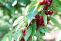 Cherry picking at Odem, Israel Royalty Free Stock Photo
