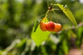 Cherry picking at Odem, Israel Royalty Free Stock Photo