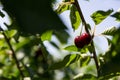 Cherry picking at Odem, Israel Royalty Free Stock Photo