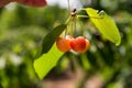 Cherry picking at Odem, Israel Royalty Free Stock Photo