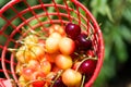 Cherry picking at Odem, Israel Royalty Free Stock Photo