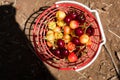 Cherry picking at Odem, Israel Royalty Free Stock Photo