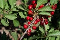 Cherry picking at Odem, Israel Royalty Free Stock Photo