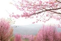 Cherry pink blossomon on mountain