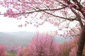 Cherry pink blossomon on mountain