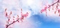 Cherry pink blossoms branch close up. Blooming cherry tree Royalty Free Stock Photo