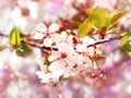 Cherry pink blossoms close up. Blooming cherry tree. Sakura blossoming