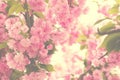 Cherry pink blossoms close up; blooming pink cherry tree with sunshine coming through branches; Spring floral background Royalty Free Stock Photo