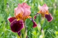 Cherry and pink irises. Spring and summer flowers_