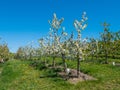 Cherry Plantation Covered with White Blossoms