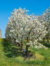 Cherry Plantation Covered with White Blossoms