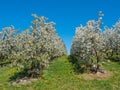 Cherry Plantation with White Blossoms