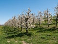 Cherry Plantation in Full Bloom on the Scharten Cherry Blossom Hiking Trail