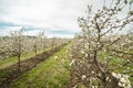 Cherry plantation orchard low angle view on row of trees in bloom with white flowers