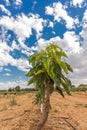 Cherry plantation small treesPrunus avium `Ruby`