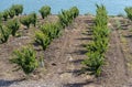 Cherry plantation beside water