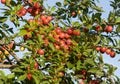 Cherry-plum