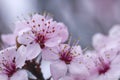 Cherry plum blossom flowers close up Royalty Free Stock Photo