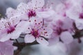 Cherry plum blossom flowers close up Royalty Free Stock Photo