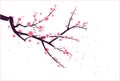Cherry or plum blossom pattern