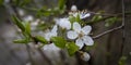 The Cherry plum blossoming Royalty Free Stock Photo