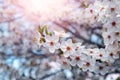 Cherry plum blossoms. Cherry plum brÃÂ°nch with flowers in the sun Royalty Free Stock Photo