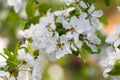 Cherry plum blossoms in spring