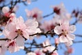 Cherry plum blossoms in spring Royalty Free Stock Photo