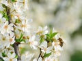 Cherry plum blossoms in spring Royalty Free Stock Photo