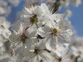 The cherry plum blossoms. springtime