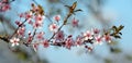 Cherry plum branch in blossom