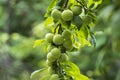 Cherry plum on a branch in the garden. Green cherry plum closeup.Fruit garden with lots of large, juicy plums in sunlight .Organic Royalty Free Stock Photo