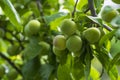 Cherry plum on a branch in the garden. Green cherry plum closeup.Fruit garden with lots of large, juicy plums in sunlight .Organic Royalty Free Stock Photo