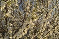 Cherry plum  branches covered with lots of white flowers and buds Royalty Free Stock Photo