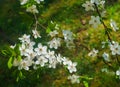 Cherry-plum branches sprinkled with white flowers against the background of spring greenery Royalty Free Stock Photo