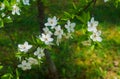 Cherry-plum branches sprinkled with white flowers against the background of spring greenery Royalty Free Stock Photo