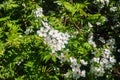 Cherry-plum branches sprinkled with white flowers against the background of spring greenery Royalty Free Stock Photo