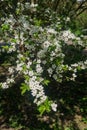 Cherry-plum branches sprinkled with white flowers against the background of spring greenery Royalty Free Stock Photo