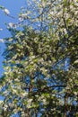 Cherry-plum branches sprinkled with white flowers against a blue sky Royalty Free Stock Photo