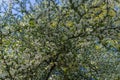 Cherry-plum branches sprinkled with white flowers against a blue sky Royalty Free Stock Photo