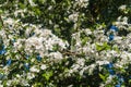 Cherry-plum branches sprinkled with white flowers against a blue sky. Royalty Free Stock Photo