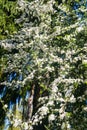 Cherry-plum branches sprinkled with white flowers against a blue sky. Royalty Free Stock Photo