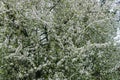 Cherry-plum branches sprinkled with white flowers against a sky Royalty Free Stock Photo