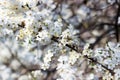 Cherry plum branches with white flowers and young leaves, spring concept