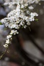 Cherry plum branches with white flowers and young leaves, spring concept